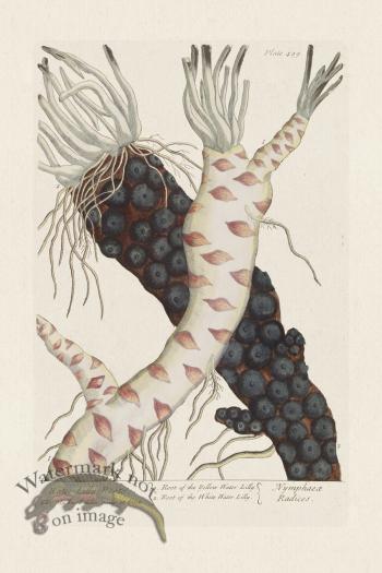 BEE 499 Water Lilly Roots